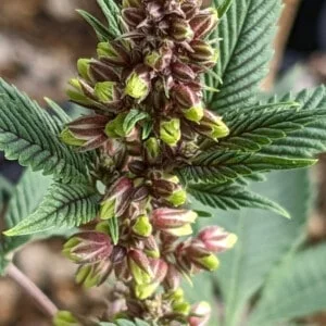 Ace Seeds Pakistani Chitral Kush Regular Annibale Seedshop