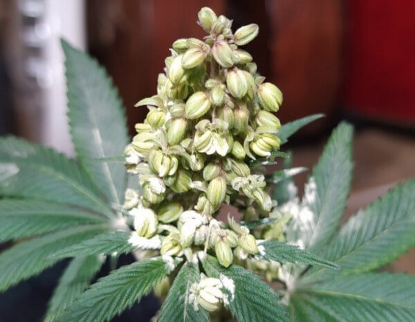 Ace Seeds Pakistani Chitral Kush Regular Annibale Seedshop 7