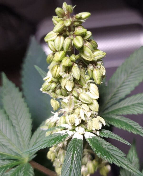 Ace Seeds Pakistani Chitral Kush Regular Annibale Seedshop 8