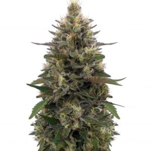 Ace Seeds Pakistani Skunk Feminized Annibale Seedshop