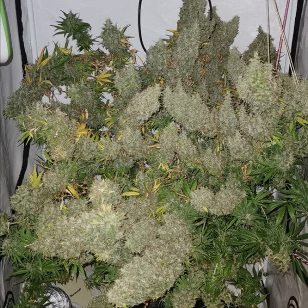 ace-seeds-panama-bangi-haze-feminized-annibale-seedshop-