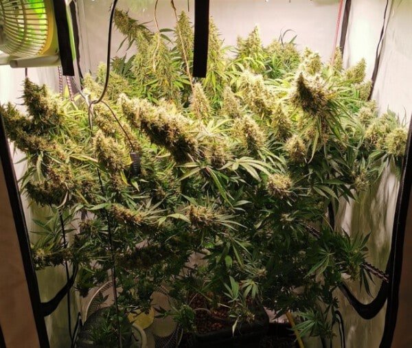 Ace Seeds Panama Bangi Haze Feminized Annibale Seedshop 2