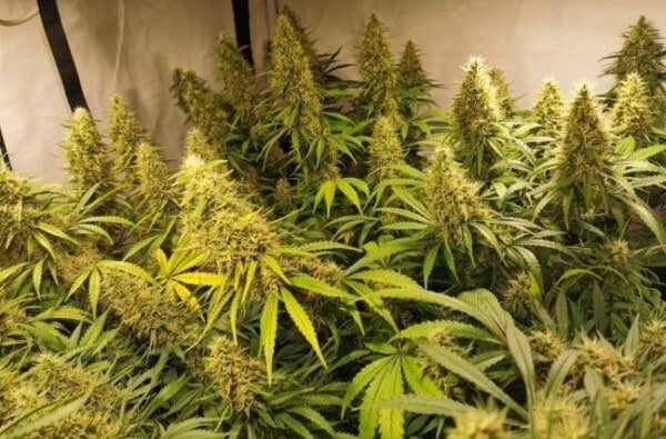 Ace Seeds Panama Bangi Haze Feminized Annibale Seedshop 6