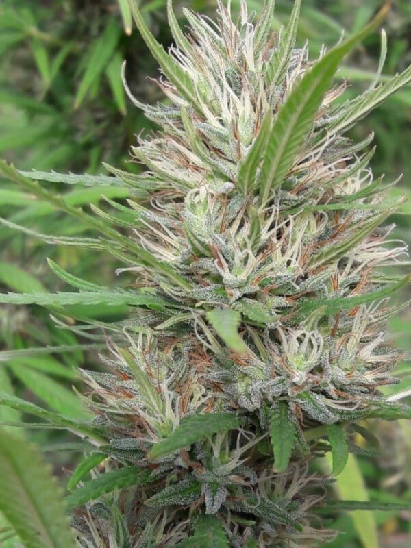 Ace Seeds Panama Bangi Haze Feminized Annibale Seedshop 7