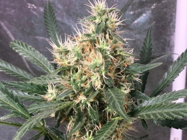 Ace Seeds Panama Bangi Haze Feminized Annibale Seedshop 8