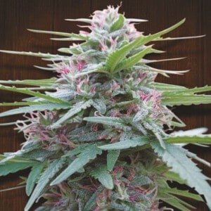 ace-seeds-panama-feminized-annibale-seedshop-