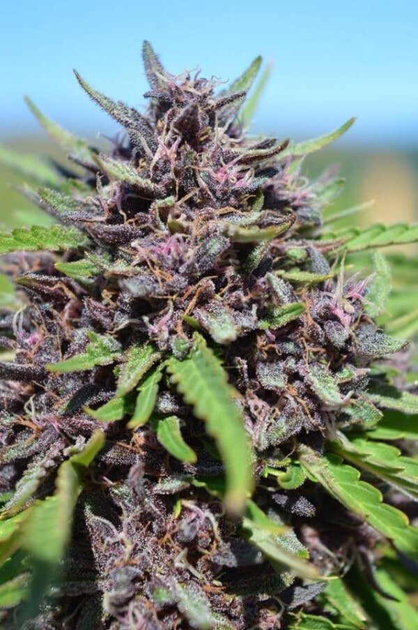 Ace Seeds Panama Pakistani Pck Feminized Annibale Seedshop 1