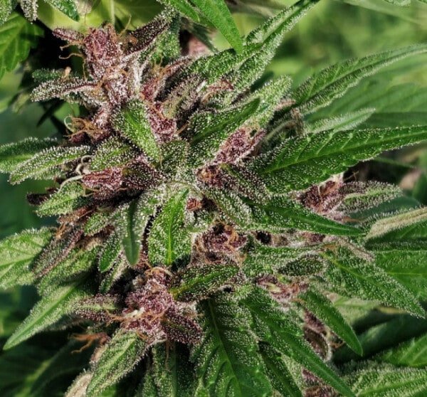 Ace Seeds Panama Pakistani Pck Feminized Annibale Seedshop 5