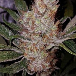 Ace Seeds Panama Pakistani Pck Feminized Annibale Seedshop 9