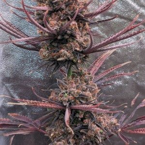 ace-seeds-panamai-haze-feminized-annibale-seedshop-