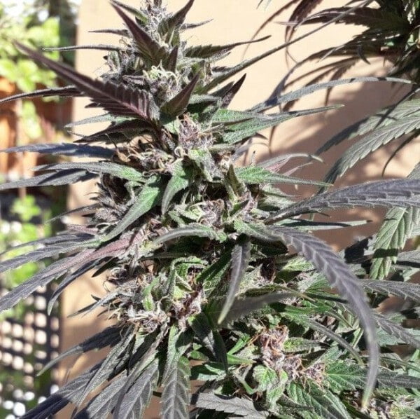 Ace Seeds Purple Haze 23 A5 Feminized Annibale Seedshop 1