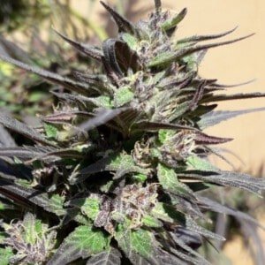 Ace Seeds Purple Haze 23 A5 Feminized Annibale Seedshop