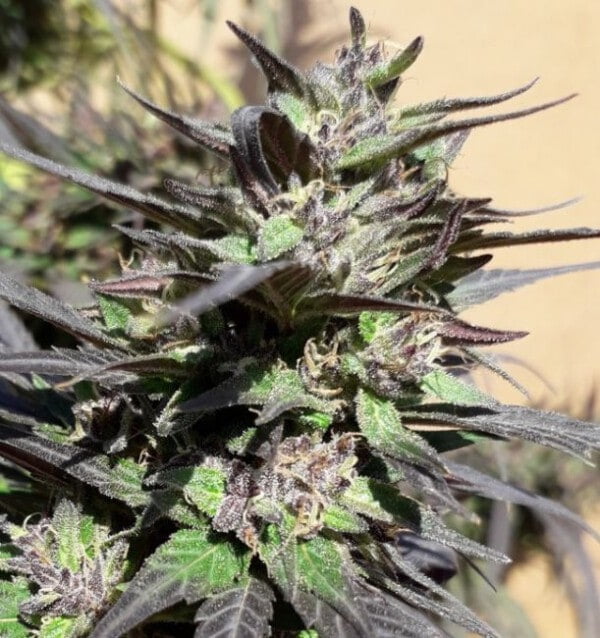 Ace Seeds Purple Haze 23 A5 Feminized Annibale Seedshop