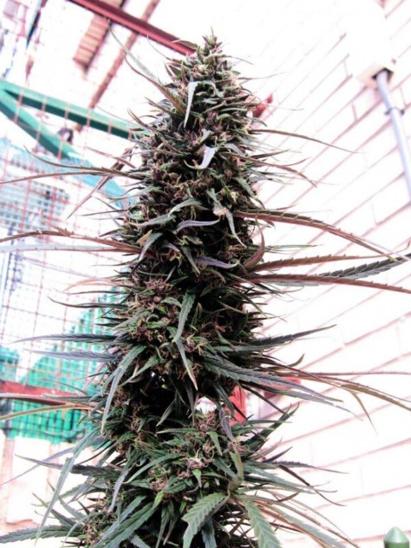 Ace Seeds Purple Haze Malawi Feminized Annibale Seedshop 2