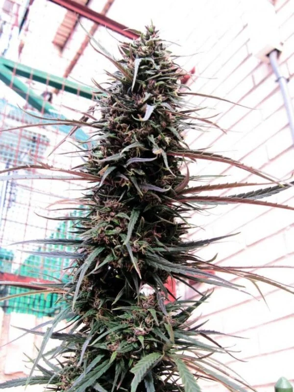 Purple Haze x Malawi Femminizzata - ACE Seeds - immagine 10