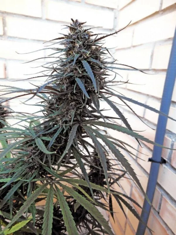 Purple Haze x Malawi Femminizzata - ACE Seeds - immagine 9