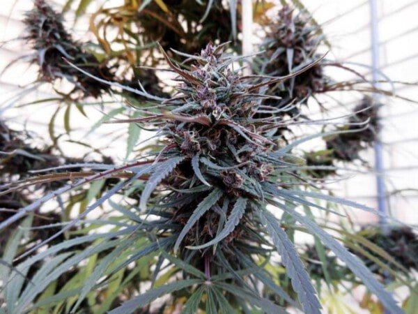 Ace Seeds Purple Haze Malawi Feminized Annibale Seedshop 4