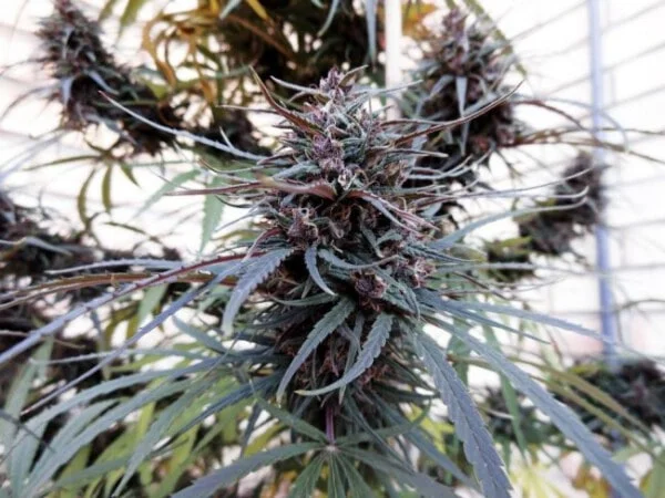Purple Haze x Malawi Femminizzata - ACE Seeds - immagine 8
