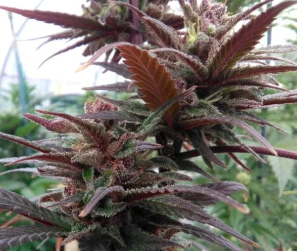 Purple Haze x Malawi Femminizzata - ACE Seeds - immagine 7