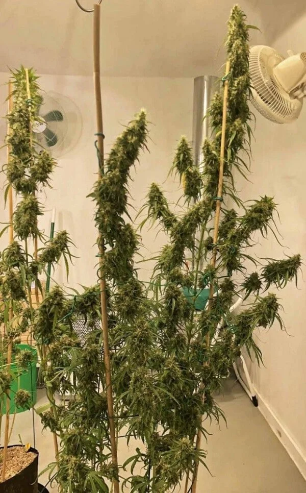 Purple Haze x Malawi Femminizzata - ACE Seeds - immagine 5