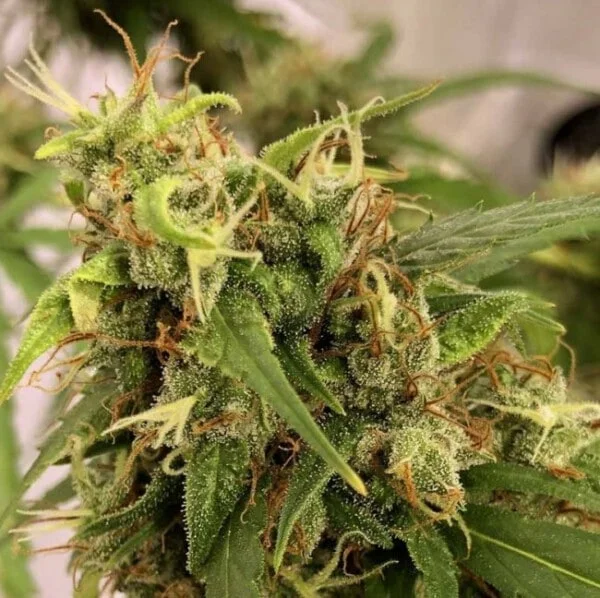 Purple Haze x Malawi Femminizzata - ACE Seeds - immagine 4