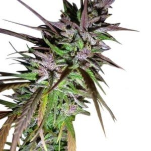 Ace Seeds Purple Pakistani Haze Feminized Annibale Seedshop