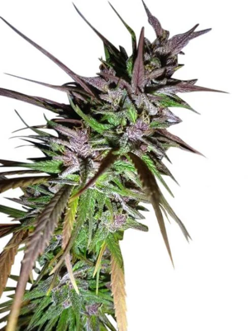 Ace Seeds Purple Pakistani Haze Feminized Annibale Seedshop
