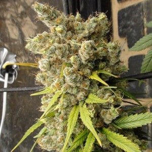 Ace Seeds Super Malawi Haze Feminized Annibale Seedshop