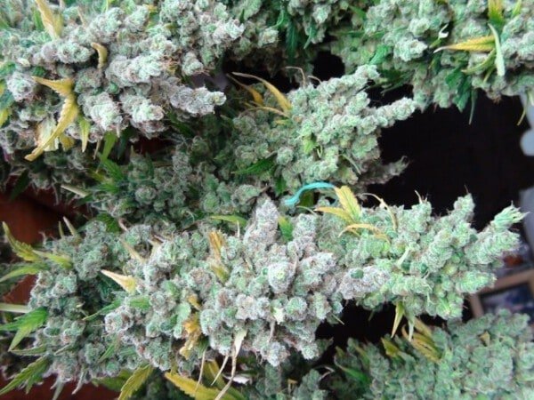 Ace Seeds Super Malawi Haze Feminized Annibale Seedshop 5