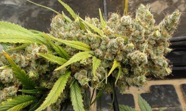 Ace Seeds Super Malawi Haze Regular Annibale Seedshop 1