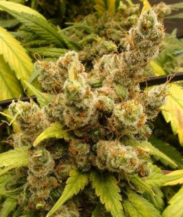 Ace Seeds Super Malawi Haze Regular Annibale Seedshop 2