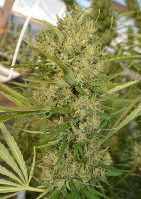 Ace Seeds Super Malawi Haze Regular Annibale Seedshop 5