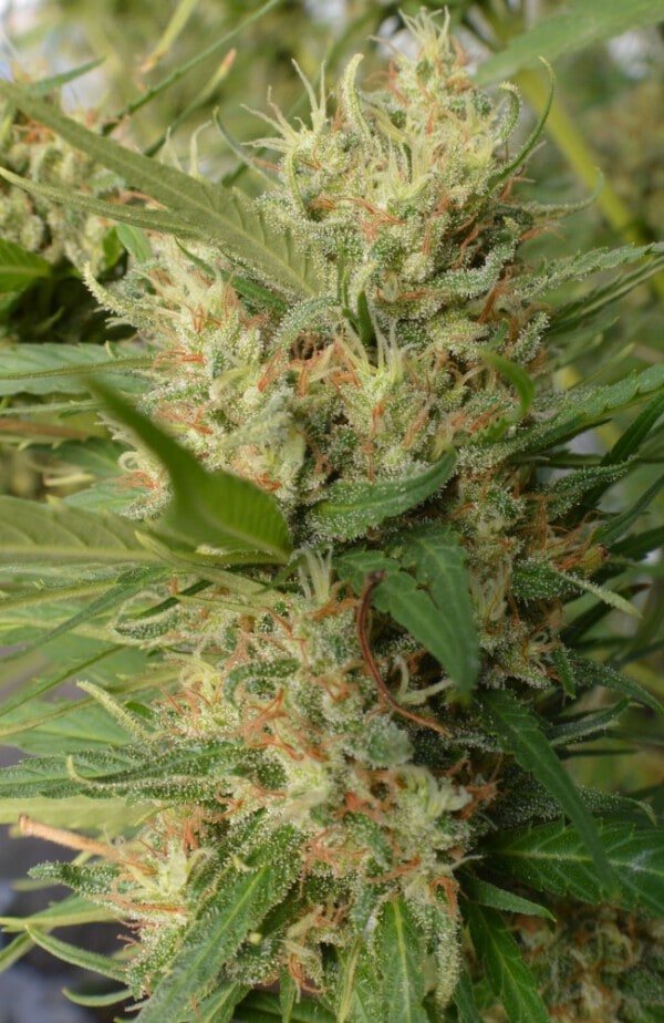 Ace Seeds Super Malawi Haze Regular Annibale Seedshop 6