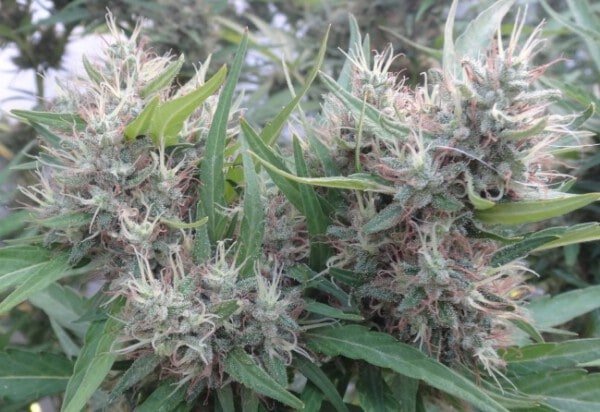 Ace Seeds Super Malawi Haze Regular Annibale Seedshop 7