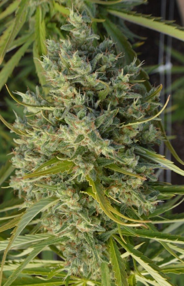 Ace Seeds Super Malawi Haze Regular Annibale Seedshop 8