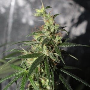 Ace Seeds Thai A5 Haze Feminized Annibale Seedshop