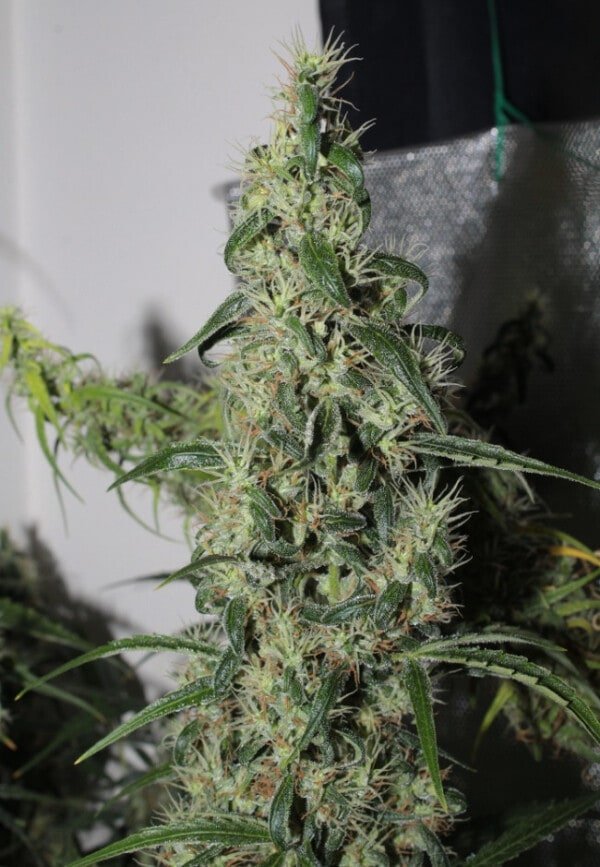 Ace Seeds Thai A5 Haze Feminized Annibale Seedshop