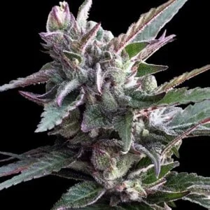 Ace Seeds Thai Chi Feminized Annibale Seedshop