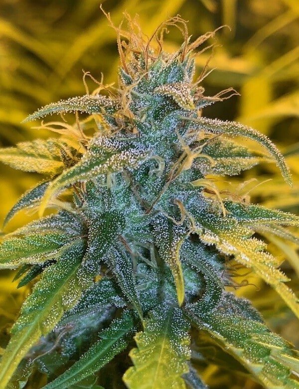 Ace Seeds Thai Chi Feminized Annibale Seedshop 10