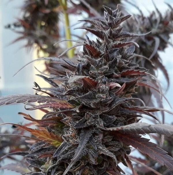 Ace Seeds Thai Chi Feminized Annibale Seedshop 3