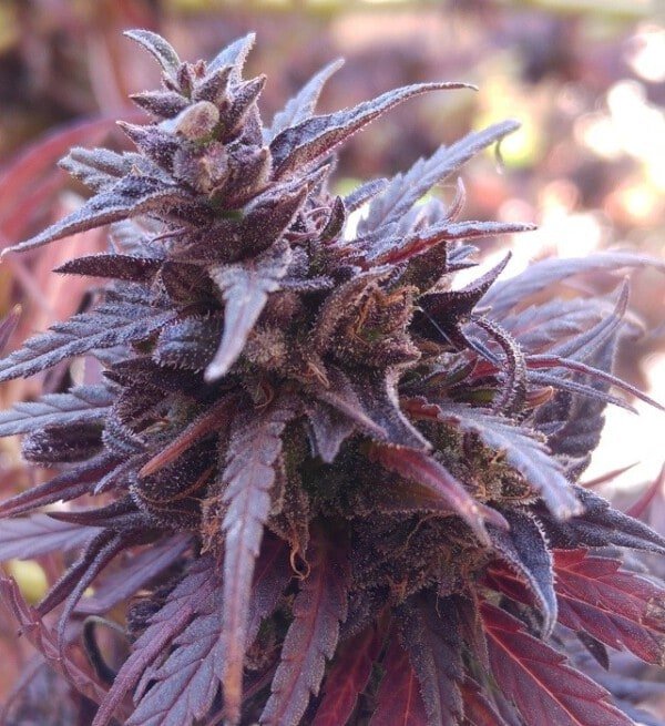 Ace Seeds Thai Chi Feminized Annibale Seedshop 7