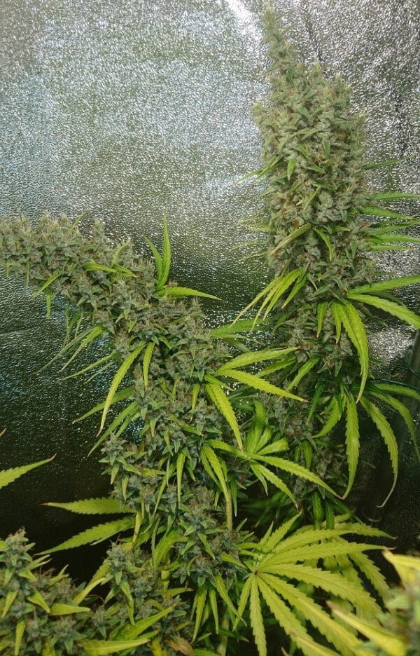 Ace Seeds Thai Panama Feminized Annibale Seedshop 1