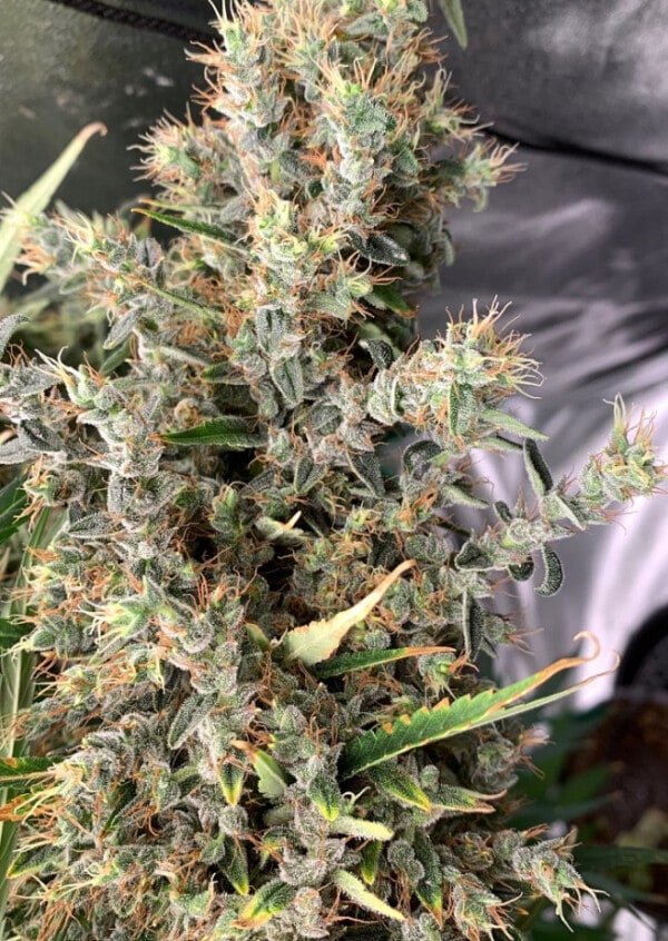 Ace Seeds Thai Panama Feminized Annibale Seedshop 4