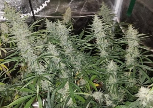 Ace Seeds Thai Panama Feminized Annibale Seedshop 7