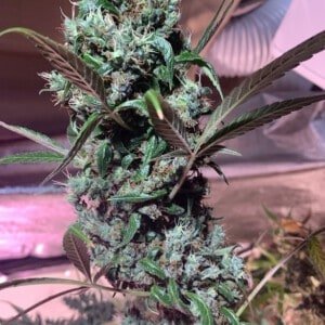 Ace Seeds Thai Panama Feminized Annibale Seedshop