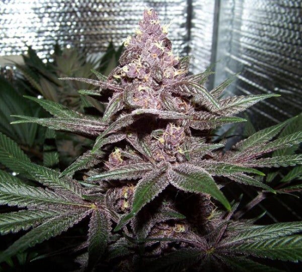 Ace Seeds Violeta Feminized Annibale Seedshop 2