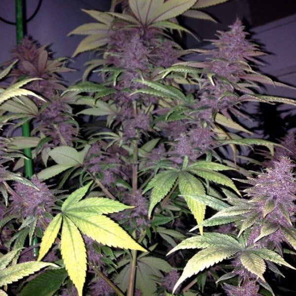 Ace Seeds Violeta Feminized Annibale Seedshop 3