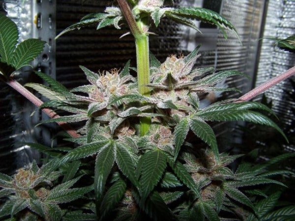 Ace Seeds Violeta Feminized Annibale Seedshop 4