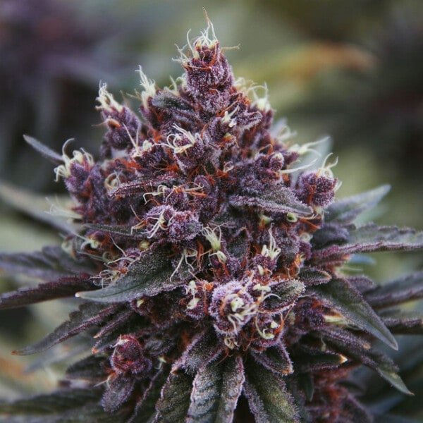 Ace Seeds Violeta Feminized Annibale Seedshop 7