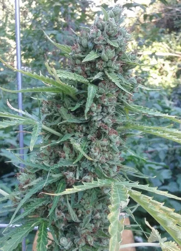 Zamaldelica Auto Femminizzata - ACE Seeds - immagine 3